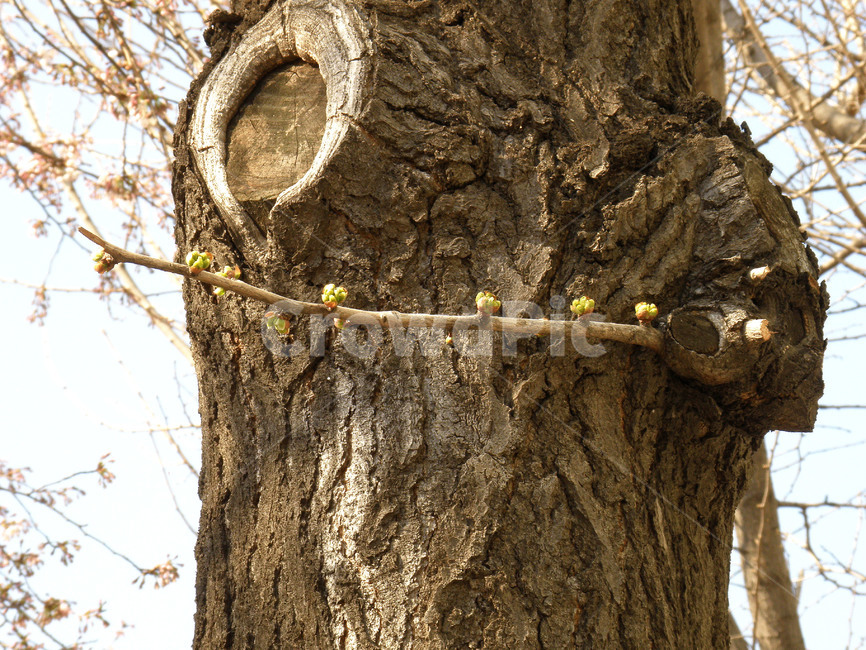 벚꽃,벗꽃,꽃,봄,벚나무,식물,자연,plants,nature,나무,trees,wood
