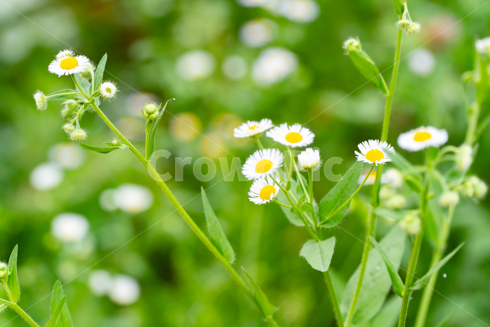 감성,개망초,계란꽃,flowers,아름다운,feeling,emotion,plants,nature,꽃,flower,야생화,자연,꽃잎,노란색,흰