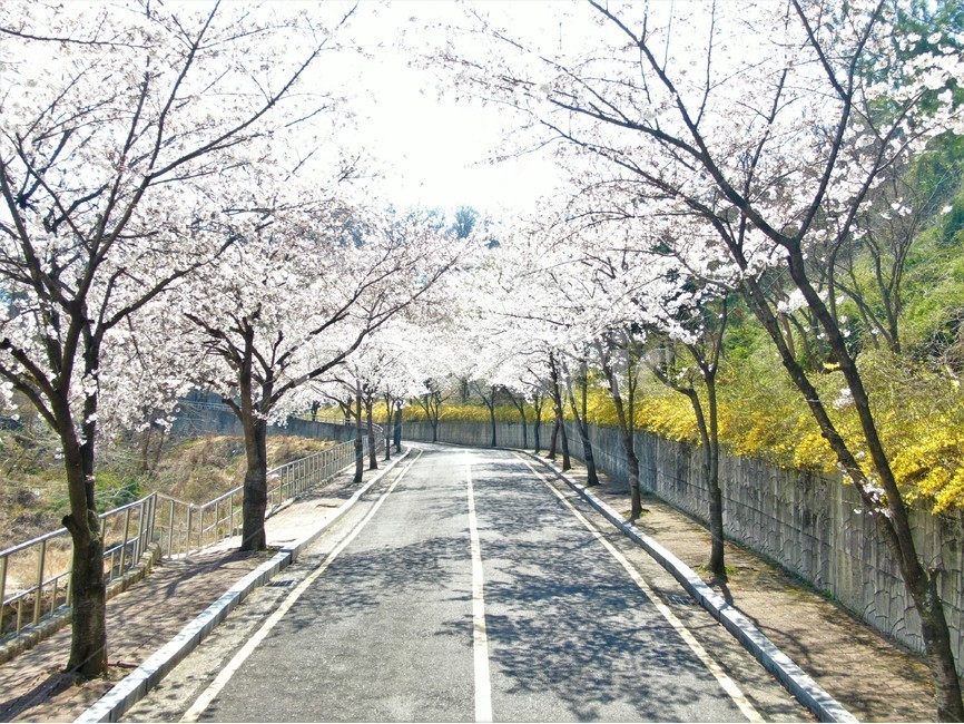 드론,벚꽃,개나리,꽃,봄,봄,계절,spring,season,식물,자연,plants,nature,꽃,flower,plant