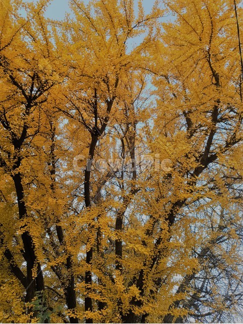 은행나무,노랑색,가을,나무,식물,가을,계절,fall,autumn,season,tree,plant,tree trunk,나무 줄기