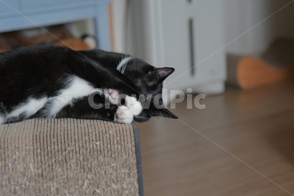 고양이,캣,반려묘,동물,반려동물,턱시도고양이,cat,animal,pet,동물,animal,고양이,cat,kitten,kitty