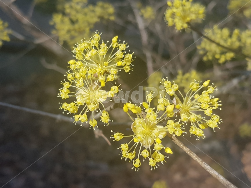 plant,식물,blossom,꽃,flower,yellow