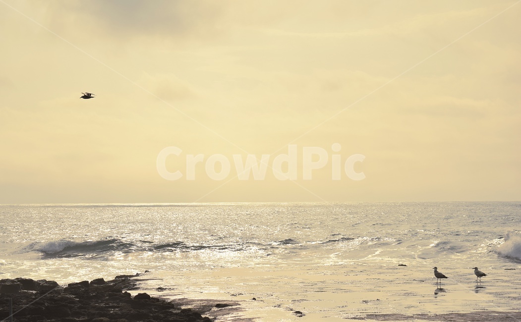 바다,갈매기,풍경,파도,노을,sea,seagull,wave,scenery