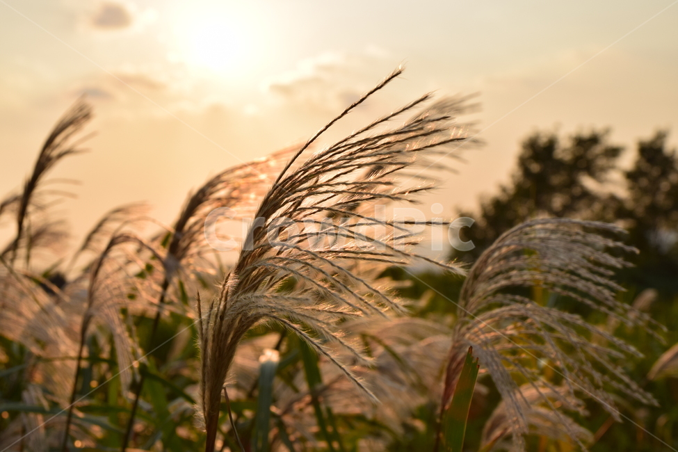 순천만,갈대,갈대숲,일몰,순천,가을,계절,fall,autumn,season,grass,잔디,plant,식물,lawn,reed