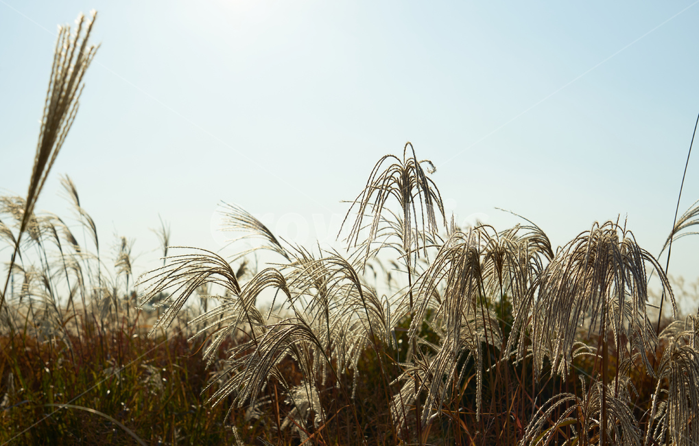 하늘공원,억새,노을,저녁,하늘,가을,계절,fall,autumn,season,grass,잔디,plant,식물