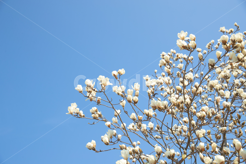 목련꽃,목련,봄,plant,식물,magnolia