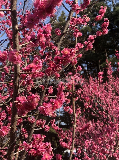 봄,꽃,소풍,나무,자연,식물,힐링,향기,식물,자연,plants,nature,꽃,flower