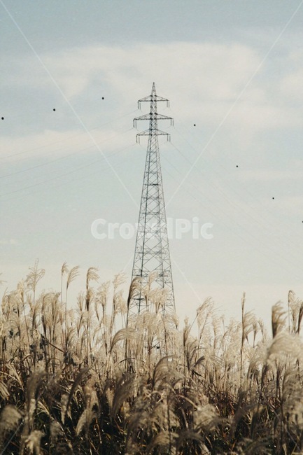 가을,억새,식물,자연,풍경,autumn,fall,plant,nature,landscape,가을,계절,fall,autumn,season,감성,sensible,feeling,산업,industry,industrial,에너지산업,energy industry,grass,잔디
