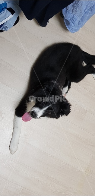 보더콜리,반련견,애완견,집개,개,강아지,콜리,동물,animal,포유류,mammal,개,강아지,dog,doggy