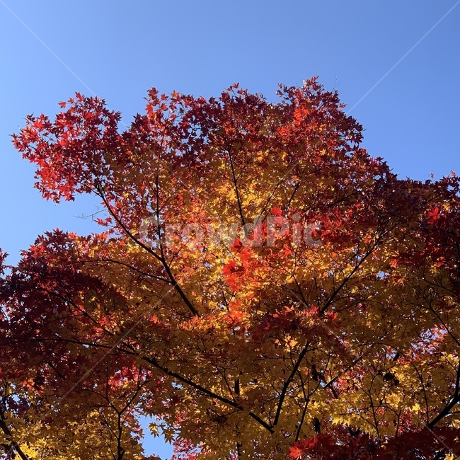 잎,단풍나무,나무,나풍잎,맑은날씨,가을날씨,plant,leaf,tree,가을,계절,fall,autumn,season,식물,자연,plants,nature,나무,trees,wood