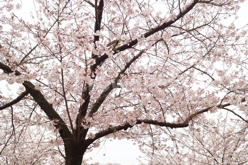 봄,꽃,벚꽃,cherryblossom,flower,spring