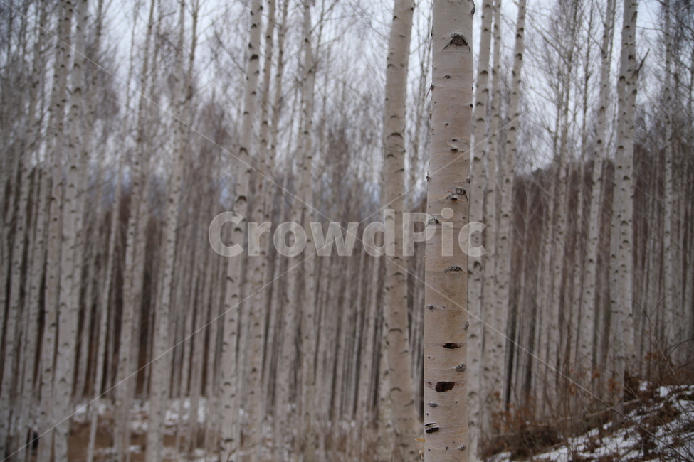 자작나무,나무,원대리,인제,강원도,풍경,자연,겨울,계절,winter,season,식물,자연,plants,nature,나무,trees,wood