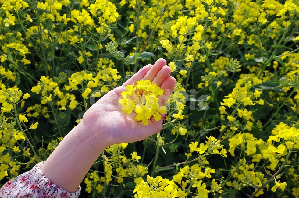 제주도,유채꽃,꽃반지,유채꽃축제,유채꽃밭,봄,계절,spring,season,식물,자연,plants,nature,꽃,flower,감성,sensible,feeling,plant