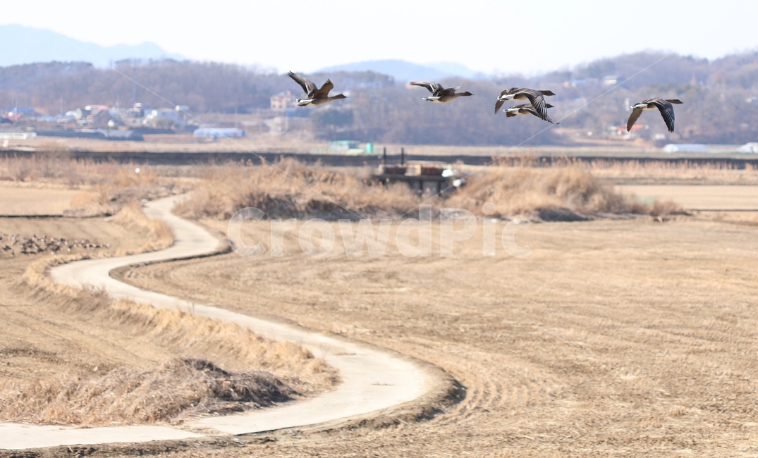 새,철새,동물,농촌,날개