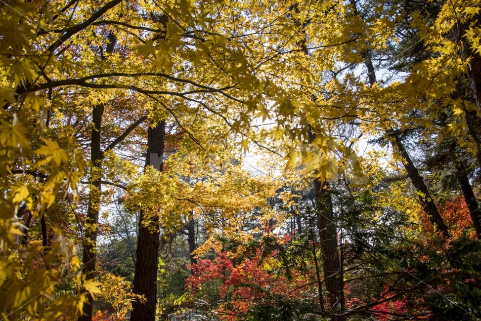 은행,나무,숲,햇살,그늘,노랑,가을,계절,fall,autumn,season,자연,풍경,nature,landscape,식물,plants,나무,trees,wood,tree,plant,tree trunk,나무 줄기