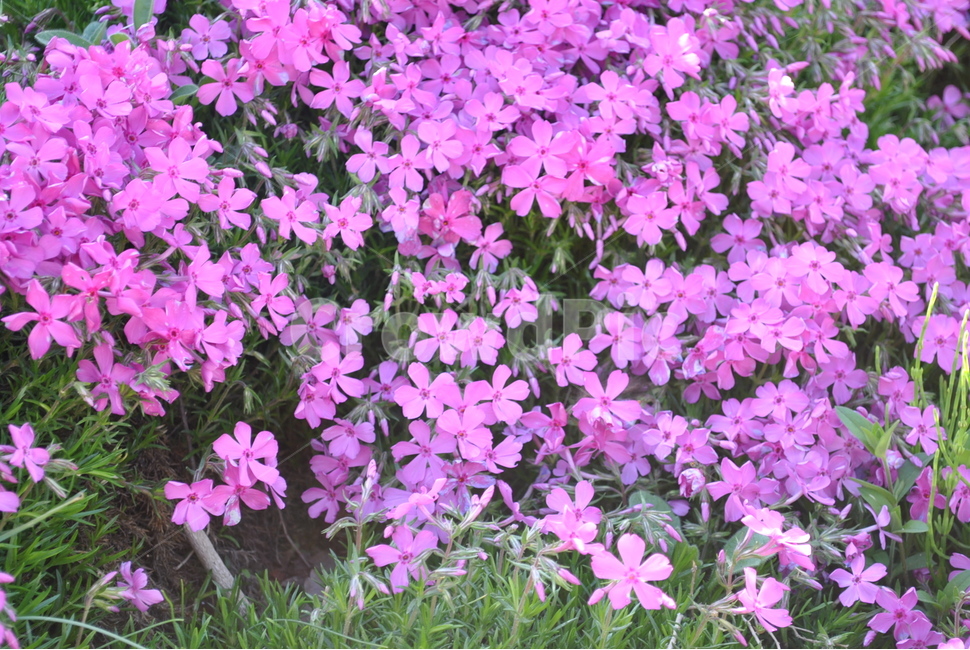 꽃,geranium,flower,plant,식물