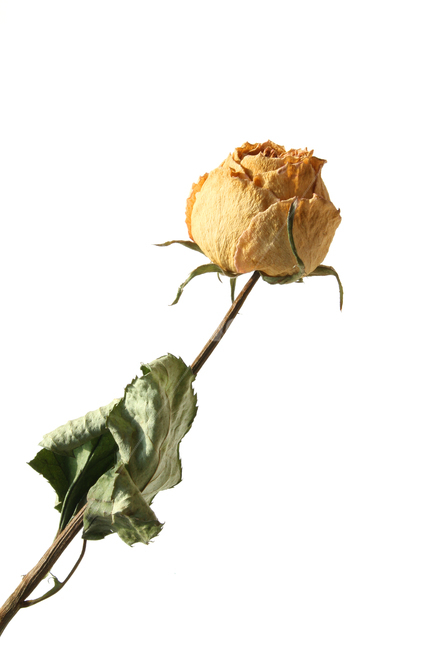 장미,장미꽃,노랑,노랑색,말린,말린꽃,말린장미,그린,녹색,꽃,사랑,오래된,자연,식물,드라이플라워,brown,dead,death,decoration,dry,flower,green,leaf,love,macro,natural,nobody,object,old,plant,romance,rose,single,yellow,식물,자연,plants,nature,꽃,flower,누끼,remove background