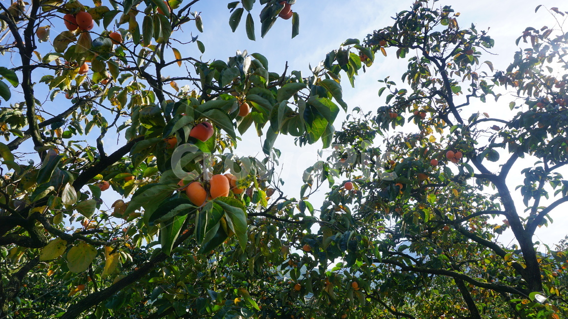 가을,감,감나무,계절,수확,주황색,식물,자연,plants,nature,과일,열매,fruit