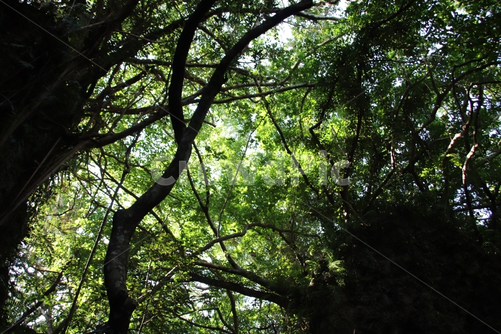 숲,자연,녹색,햇빛,맑음,식물,자연,plants,nature,나무,trees,wood,휴식,힐링,rest,relaxation,healing