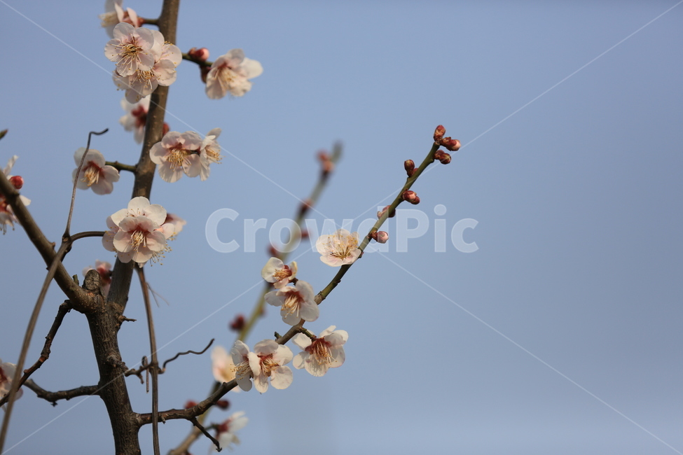 꽃,매화,식물,자연,봄,봄,계절,spring,season,식물,자연,plants,nature,꽃,flower,plant,blossom,cherry blossom,벚꽃