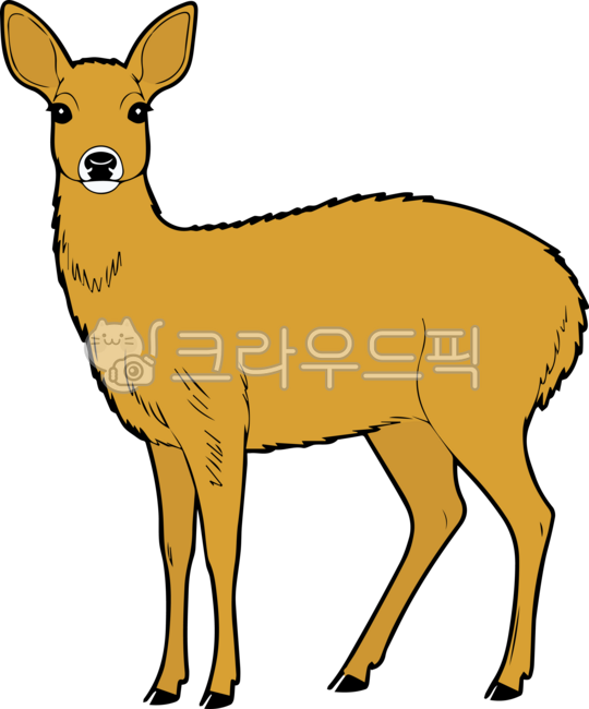 고라니,waterdeer,deer,노루,사슴,포유류,동물,animal,애니멀,일러스트,컬러,유해조수,야생동물,wildlife,mammal,사슴과,멸종위기,멸종위기종,야생,짐승