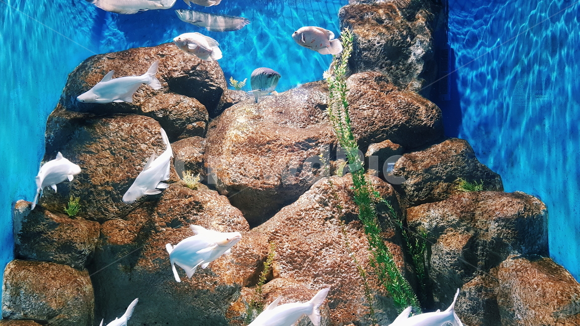 수족관,아쿠아리움,물고기,fish,투명,어류,수조,해양,aquarium,산호,바위,동물,animal,어류,물고기,fish