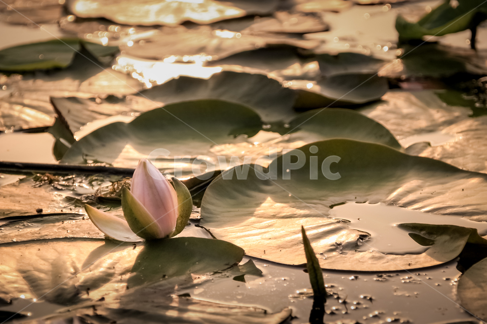 꽃,수련,꽃망울,노을,감성,자연,식물,flower,waterlily,bud,plant,nature,sunset,식물,자연,plants,nature,꽃,flower
