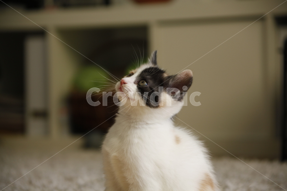 고양이,점박이,아기고양이,러블리,cat,kitty,동물,animal,포유류,mammal,고양이,cat,kitten,kitty