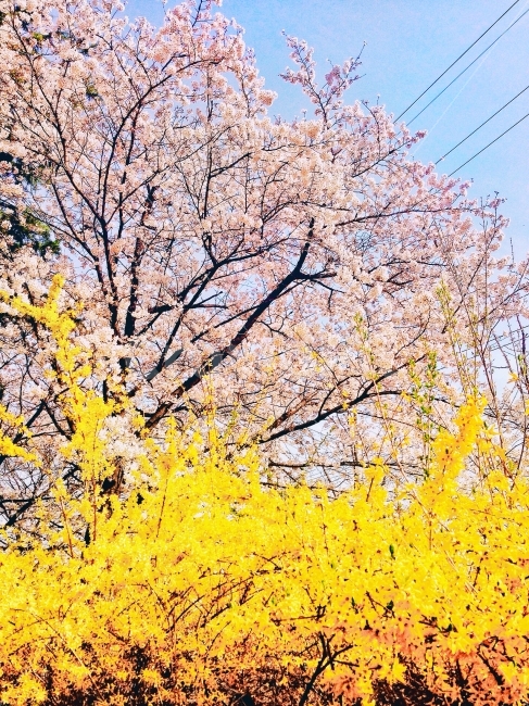 풍경,꽃,봄,노란색,아이폰5,landscape,flower,자연,nature,spring,yellow,iphone5,자연,풍경,nature,landscape,봄,계절,spring,season,plant,식물