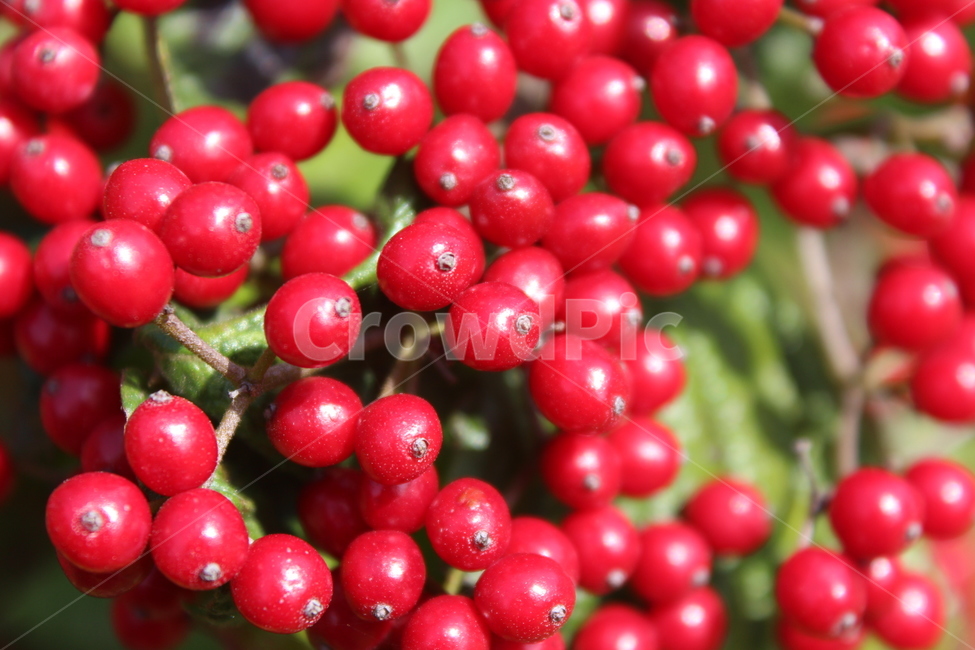 plant,식물,fruit,열매,red,식물,자연,plants,nature,과일,열매,fruit