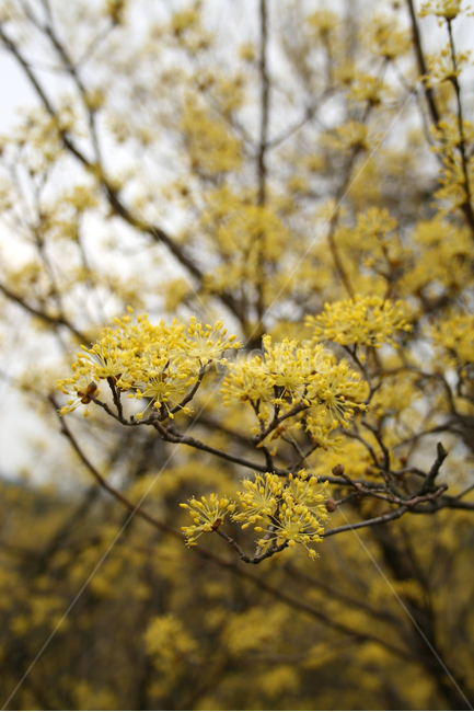 산수유,봄,꽃,봄날,봄꽃,감성,노란색,flower,spring,봄,계절,spring,season,식물,자연,plants,nature,꽃,flower,plant
