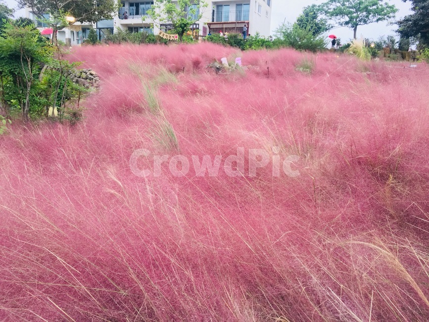 제주도,핑크뮬리,꽃,정원,배경,자연,풍경,nature,landscape,plant,식물,grass,잔디,outdoors,옥외