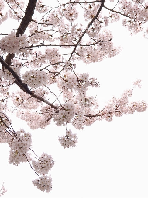 식물,flower,꽃,벚꽃,하늘