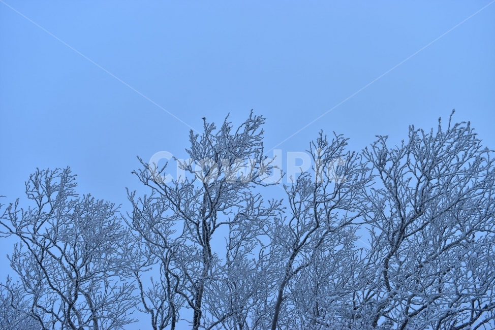 태백산,설경,상고대,눈꽃,풍경,겨울,겨울왕국,서리꽃,눈,천제단,자연,스포츠,등산,산행,nature,snow,설국,겨울풍경,느낌,아름다운,신비로운,경이로운,다큐,필,디자인,힐링,명산,국립공원,순백,landscape,winter,season,영산,사스래나무,겨울,계절,winter,season,자연,풍경,nature,landscape,식물,plants,나무,trees,wood,outdoors,옥외