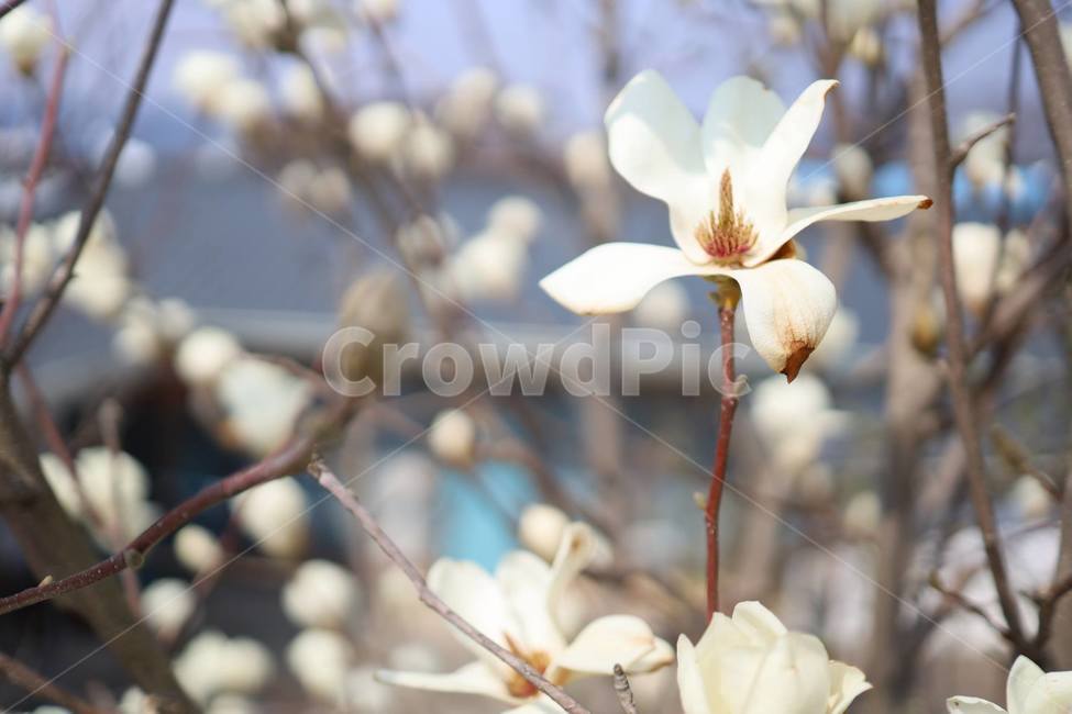 목련,봄,순창목련,flower,목련꽃