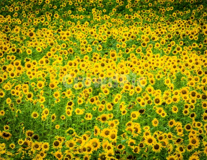해바라기,꽃,꽃배경,해바라기밭,꽃밭,자연,풍경,nature,landscape,식물,plants,꽃,flower,field,들