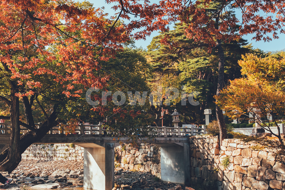 절,통도사,가을,단풍,낙엽,감성,가을,계절,fall,autumn,season,자연,풍경,nature,landscape,한국자연풍경,한국자연경관,korea nature landscape,tree,나무,plant,식물,leaf,잎