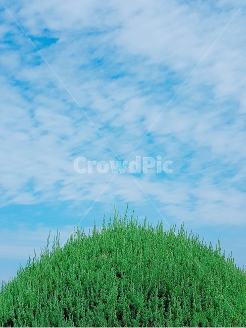 하늘,나무,맑은하늘,푸른하늘,자연,nature