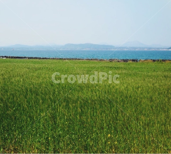 청보리,제주도,봄,지평선,수평선,초록,자연,식물,jeju,jejuisland,spring,horizon,green,blue,ocean,바다,sea,nature,plants,봄,계절,spring,season,자연,풍경,nature,landscape,grassland,목초지,outdoors,옥외,field,들,vegetation,초목,plant