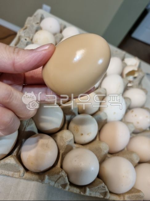 egg,계란,food,음식,훈제란,매끈한음식,매끈함,매끈매끈,반질반질,매끈한촉감,건강한음식,건강한간식,간식,질감,달걀,훈제달걀,훈제계란,갈색음식,탱글탱글,단백질,건강식,간편식사,다이어트음식