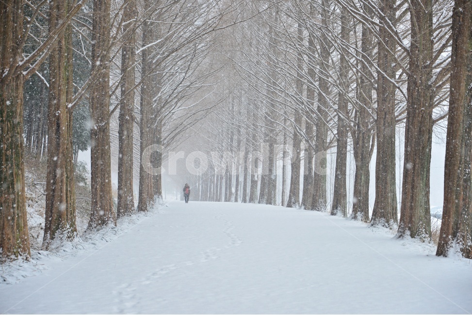 nature,자연,outdoors,옥외,snow,눈,blizzard,눈보라,storm,폭풍,winter,겨울,person,사람,human,인간,담양,메타길,메타스콰이어길,메타길설경,설경,겨울,계절,winter,season,자연,풍경,nature,landscape