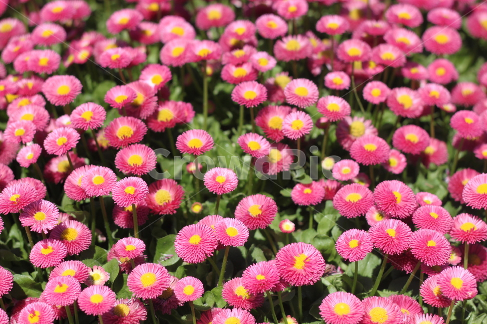 들국화,국화,꽃,붉은꽃,풀숲