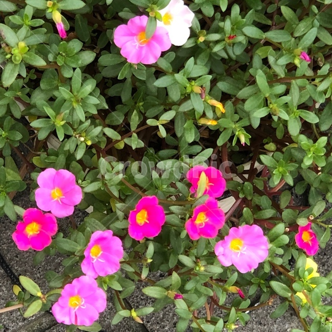 flower,plant,식물,꽃,화분,마당,공원,식물,자연,plants,nature,꽃,flower