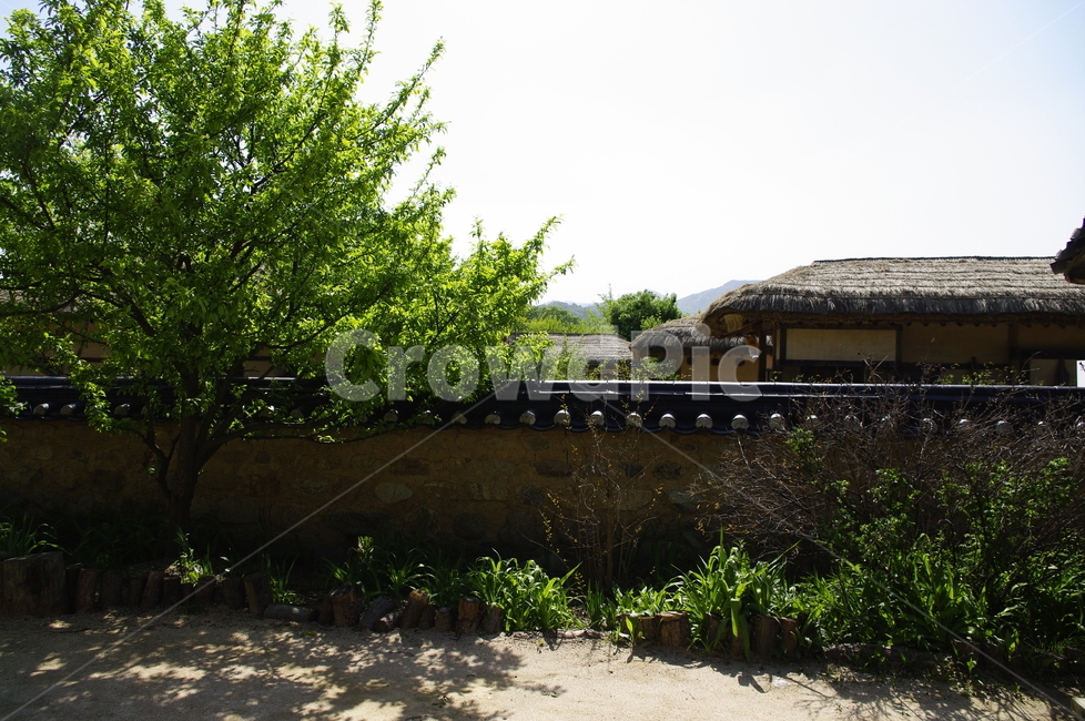 건축,전통건축,traditional,전통,기와지붕,담장,초가지붕,나무,식물,plant,한국전통,한국문화,korean traditional,korean culture,건축물,건물외관,exterior,building,structure,architecture,construction