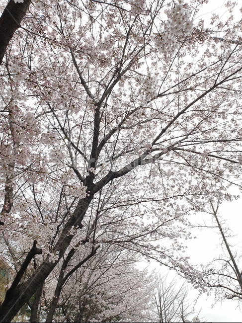 벗꽃,봄,계절,풍경,배경