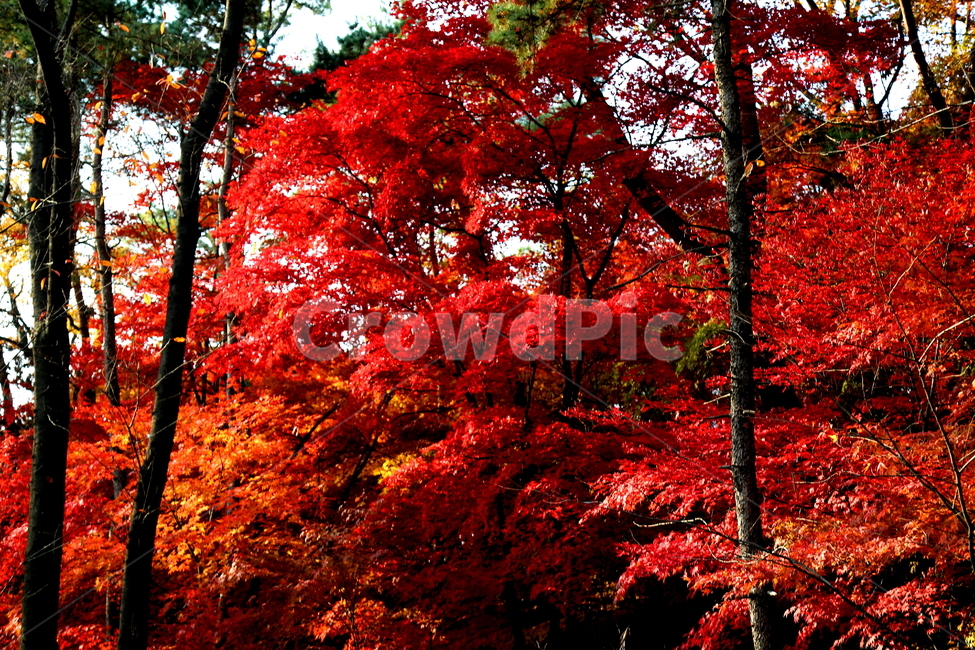 가을,계절,단풍,풍경,산,가을,계절,fall,autumn,season,식물,자연,plants,nature,나무,trees,wood,leaf,잎,plant,tree,maple