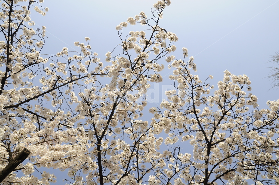 벚꽃,사쿠라,소풍,봄,나들이,자연,봄나들이,꽃송이,blossom,plant,꽃,식물