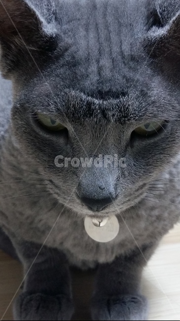 고양이,정면,화남,근접,털,회색,동물,animal,포유류,mammal,고양이,cat,kitten,kitty