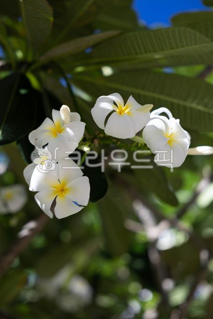 plumeria,Southeast Asian flowers,flower