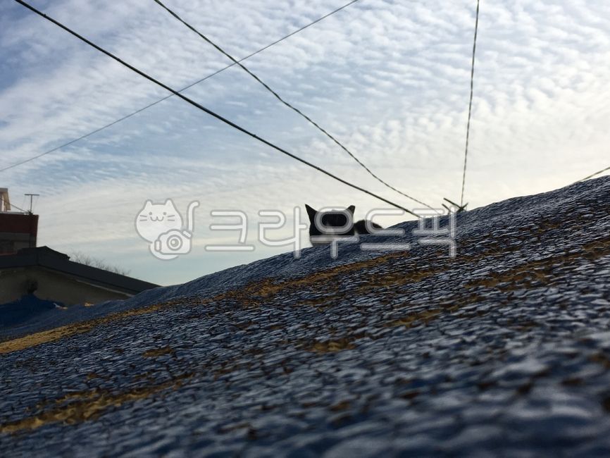 고양이,길냥이,마주침,담벼락,길가,cat